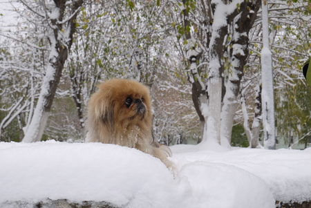 The fluffy Pekinese with pleasure walks on white snowの写真素材