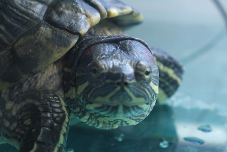 Oranzhevoukhy turtle or Zheltobryukhaya a species of turtles from family of the American fresh-water turtles.の写真素材