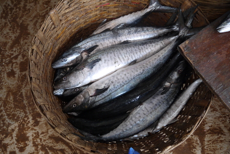 fresh-caught fish is delivered to the market, for sale to buyers, fans of seafoodの写真素材