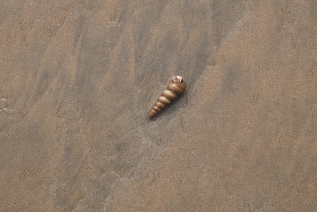 With each new wave on an ocean coast the next sea living creatures cockleshell are taken out
