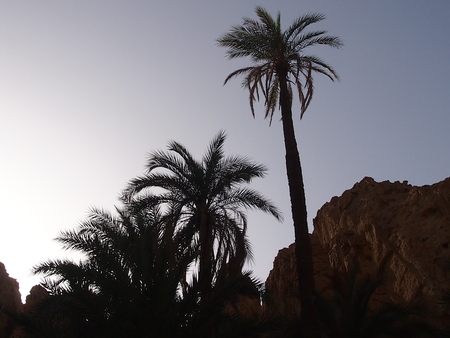 Oasis with date palm trees in Atlassky mountainsの写真素材