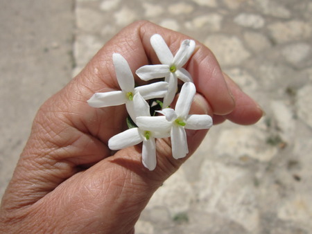 The female hand gently squeezes fragile spring flowersの写真素材