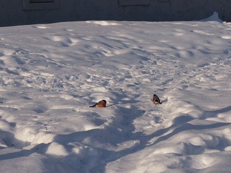 Singing grasnogrudy bullfinches peck seeds on snowの写真素材