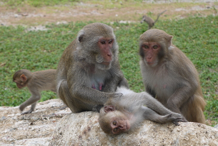 Vietnam, monkeys in a natural environment of dwelling