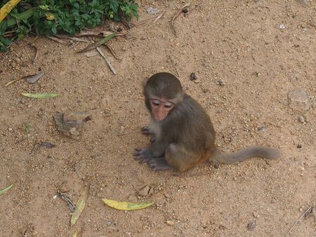 Vietnam, monkeys in a natural environment of dwelling