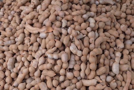 Tamarind - the Indian date - exotic fruit it resembles the same bean, only brown color superficially.の写真素材