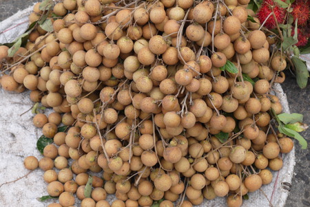 Longan - fruit, with a thin peel which very easily departs from pulp that allows to eat it quickly and without troublesの写真素材
