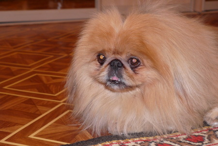 Little shaggy dog ??a Pekinese with a speaking glance