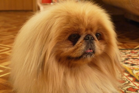 Little shaggy dog ??a Pekinese with a speaking glanceの写真素材