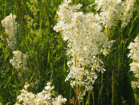 Officinal herbs - a meadowsweet - a grassy plant with whisks of white and cream flowersの写真素材