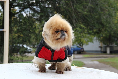 Small red doggie in overalls on walkの写真素材