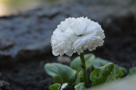 The cultivated flowers of a daisy blossoming in the early springの写真素材