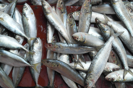 Small sea small fish with silvery scalesの写真素材