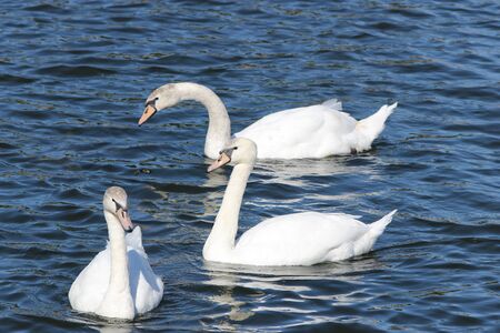 Graceful white swans swim on blue lakeの写真素材