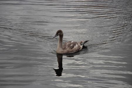 Wild ducks feed and swim on lakeの写真素材