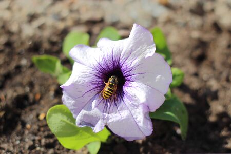Bee collects nectar from flower in fieldの写真素材