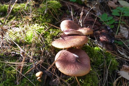 Rich crop of mushrooms in autumn forestの写真素材
