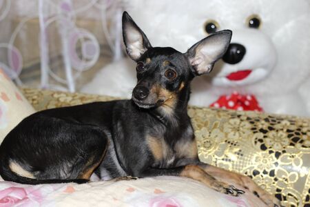 Terriers are a group of dog breeds designed to hunt mine animals and fight rodentsの写真素材