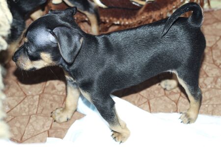 Terriers are a group of dog breeds designed to hunt mine animals and fight rodentsの写真素材