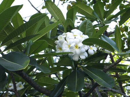 In nature there is a flower of plumeria, capable of raising the mood, waking up hot feelings, helping the seriously ill.の写真素材