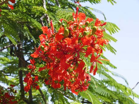 Delonix royal is one of the five most beautiful trees in the worldの写真素材