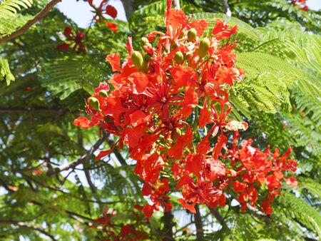 Delonix royal is one of the five most beautiful trees in the worldの写真素材
