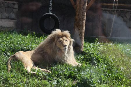 The lion is a king of beastsの写真素材