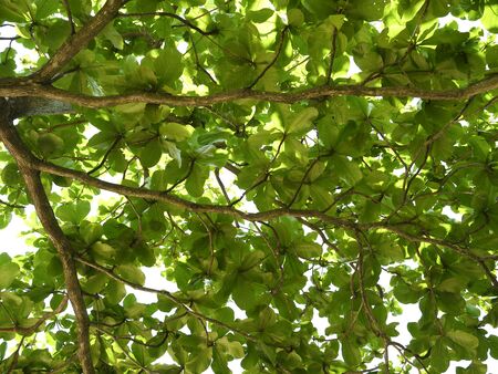Beautiful emerald background of isorned living leaves