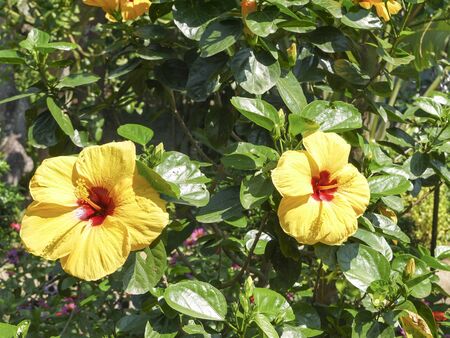 Hibiscus or Chinese rose is a classic flower for home and garden.の写真素材