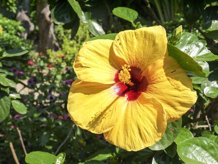 Hibiscus or Chinese rose is a classic flower for home and garden.の写真素材