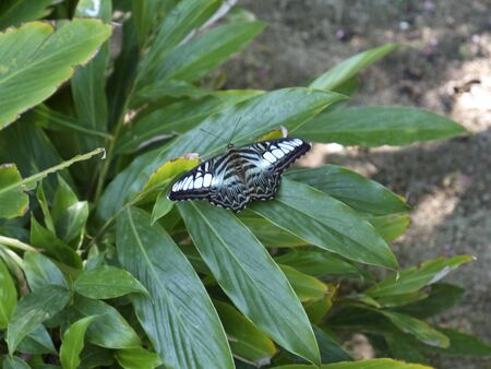 Beautiful butterfly sits on sheet in rainforestの写真素材