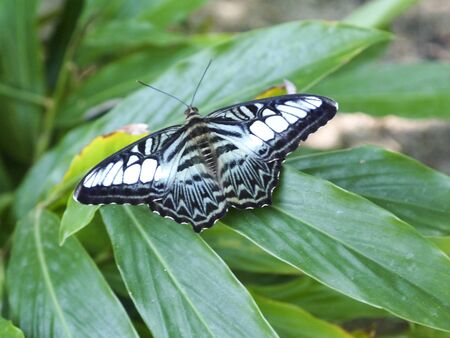 Beautiful butterfly sits on sheet in rainforestの写真素材