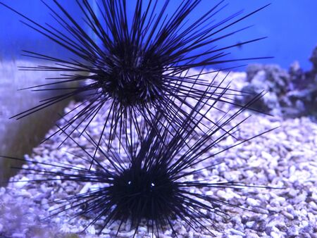 At the bottom of the sea herring with long needlesの写真素材