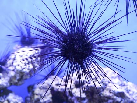 At the bottom of the sea herring with long needlesの写真素材