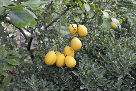 Rich crop of large lemons grown in greenhouseの写真素材