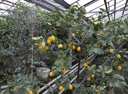 Rich crop of large lemons grown in greenhouseの写真素材
