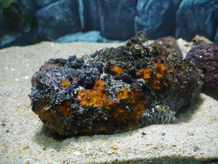 Warts, or fish-stone - the world 's most poisonous sea fishの写真素材