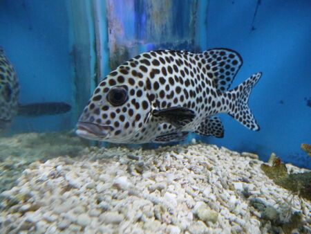 The color is whitish or silver, the fins and lips are black.の写真素材