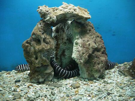 Murena zebra lives in the Red Sea and in the tropical zone of the Indo-Pacific regionの写真素材