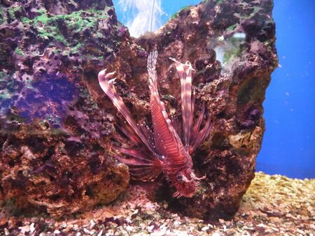 Fish winged, fish-zebra or, as it is also called, - fish-lionの写真素材