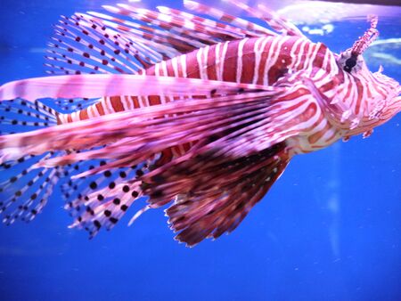 Fish winged, fish-zebra or, as it is also called, - fish-lionの写真素材