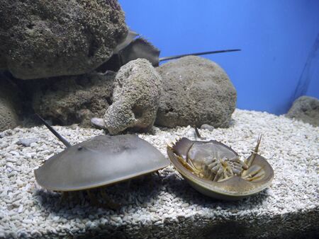 Meatballs scientists call living fossil, History of existence of this living creature spans two...