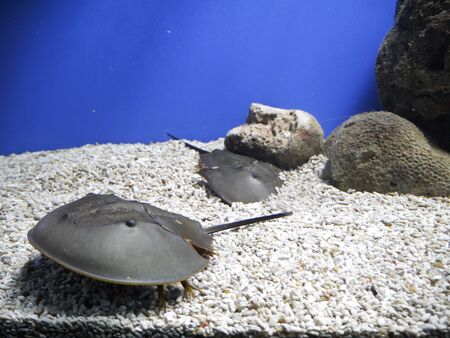 Meatballs scientists call living fossil, History of existence of this living creature spans two...