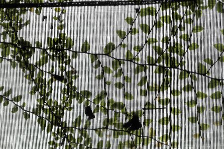 Mesh spar grown with green foliage of venting ivy