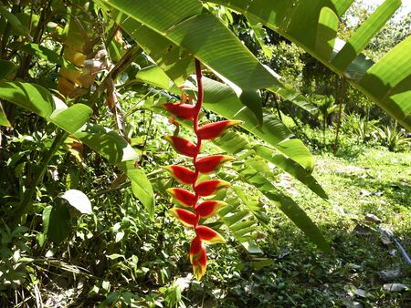 Heliconium or beak parrot, wild banana, lobster claw and false bird of paradiseの写真素材