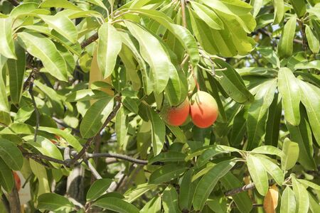 Mango fruits mature on tree in asian countryの写真素材