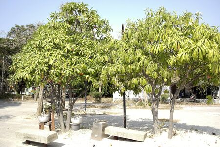 Mango fruits mature on tree in asian countryの写真素材