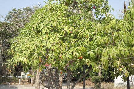 Mango fruits mature on tree in asian countryの写真素材