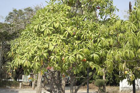 Mango fruits mature on tree in asian countryの写真素材