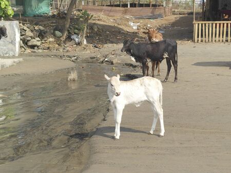 Cows roam free on a beach in India.の写真素材